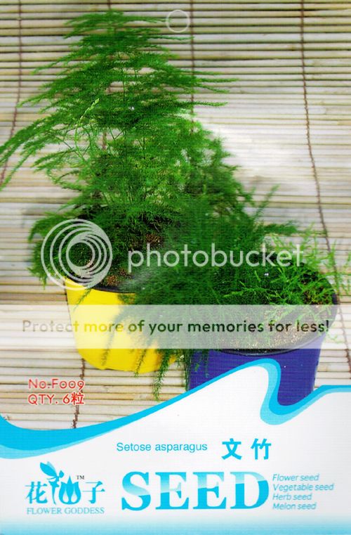 6 Setose Asparagus Seeds Asparagus Fern Asparagus Setaceus Organic